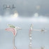 jewelaus Earrings Sterling Silver Bird Shell Earrings